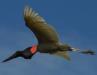 Birding Ibera